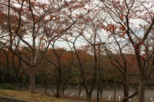 s_IMG_2908